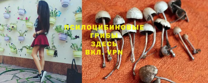 Галлюциногенные грибы GOLDEN TEACHER Кингисепп